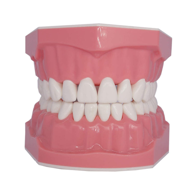 [Australia - AusPower] - 1.5 Times Large Dental Typodont Model Tooth Brushing flossing Practice Model Demonstration Removable Lower Teeth for Kids Dental Students Tooth Teach Study, 4.5 Inch x3.5 Inch x3.5 Inch 