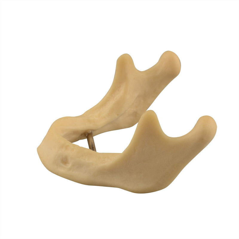 [Australia - AusPower] - Plain Mandible for Drilling Practice, Basic Implant Training Model for Dental School Students, Great Dental Training Tooth for Dental Implant Practice 