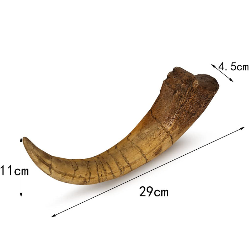 Fossilized Teeth and Claws of Various Prehistoric Dinosaurs, Megalodon Shark Teeth, and High-Fidelity Replicas (Megaraptor Claw) Megaraptor Claw