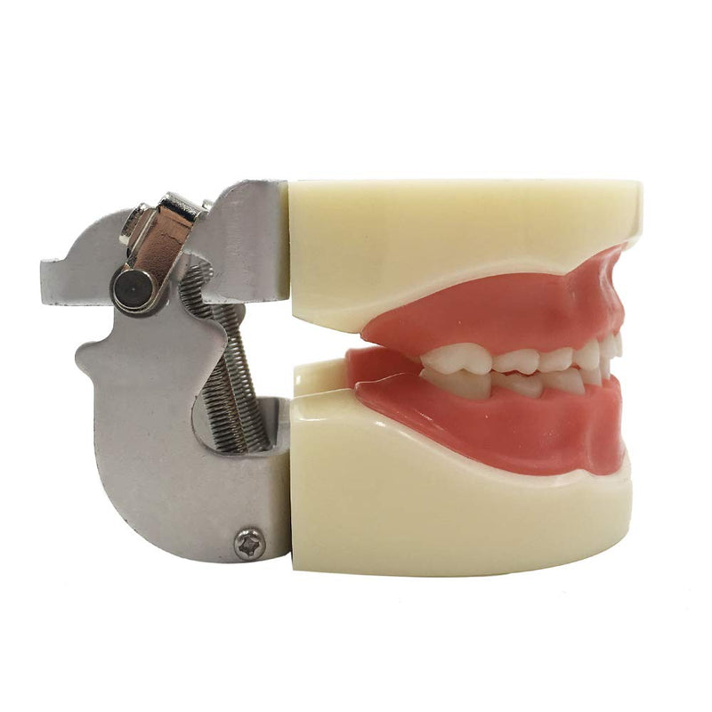 [Australia - AusPower] - Typodont Child Teeth Model, with 24pcs Removable Teeth, Compatible with Kilgore Nissin for Teaching, Study 