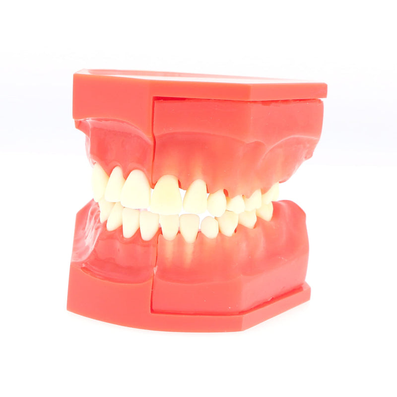 [Australia - AusPower] - Teeth Typodonts Dental Model #7013 - Teeth Eruption Development Model Alternating Model of Constant Pressure of Deciduous Teeth 