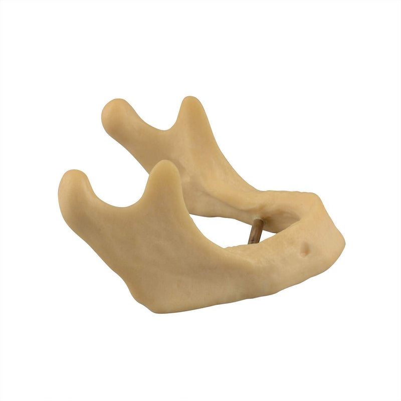 [Australia - AusPower] - Plain Mandible for Drilling Practice, Basic Implant Training Model for Dental School Students, Great Dental Training Tooth for Dental Implant Practice 