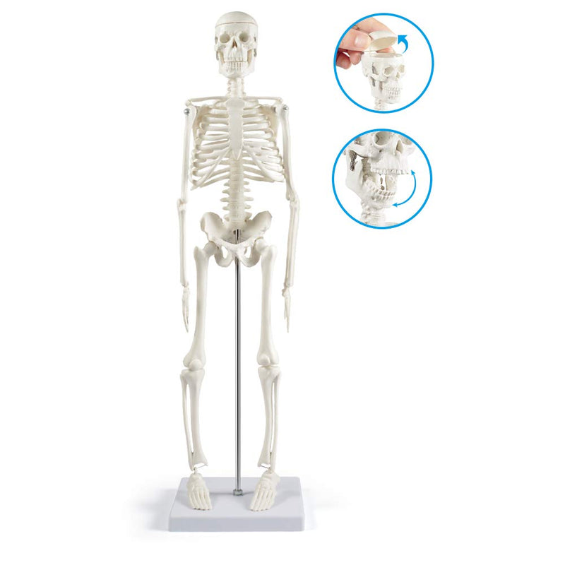 Human Skeleton Model for Anatomy, 45 cm Small Human Skeleton Model with Movable Arms and Legs, Science Model for Study Modern