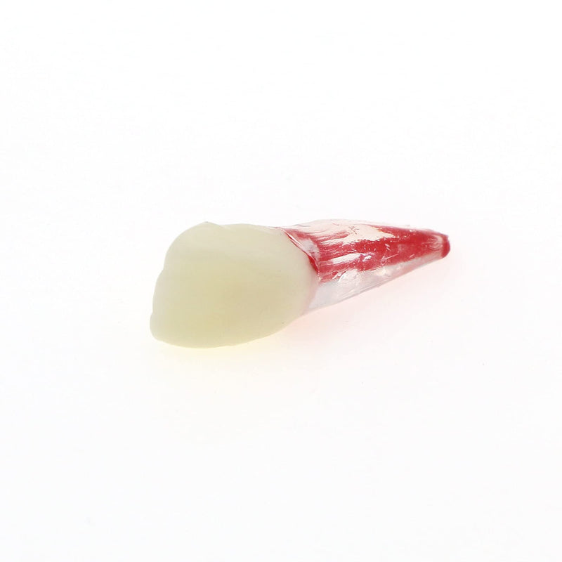 [Australia - AusPower] - 5Pcs Dental Root Canal Pulp Cavity Teeth Model Endodontic Practice RCT Typodont M8007 11# 14# 16# 21# 33# 34# 35# 36# 44# 45# Practicing Study Teach (5Pcs-M8007-11#) 