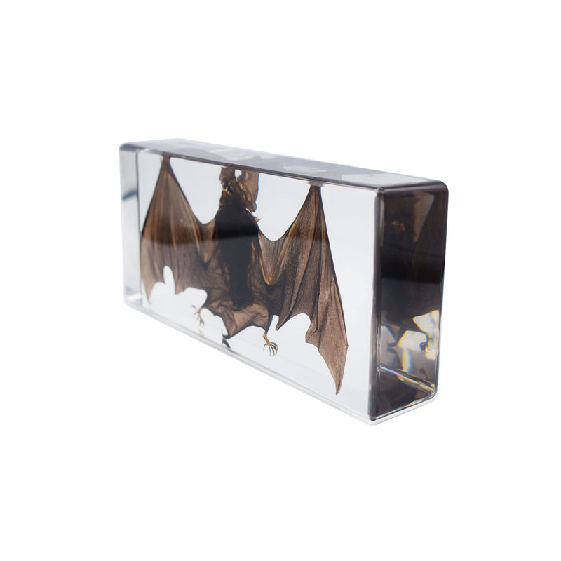 Large Taxidermy Real Bat Specimens Animal Specimen in Resin for Science Classroom Science Education XX-Large (7.9x3.6x1.6 Inch) XX-Large( 7.9x3.6x1.6 Inch )