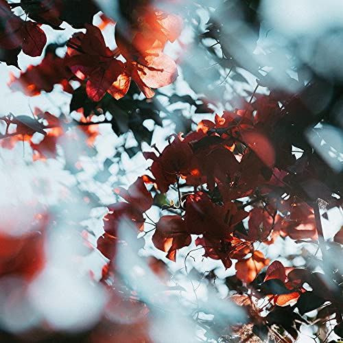 Camera Effect Filter 67mm Bimonthly Filter, Lens Filter with Localized Sharpness Effect, Perfect Photographer Gift for Creative Photography Centerfield Split DiopterFilter