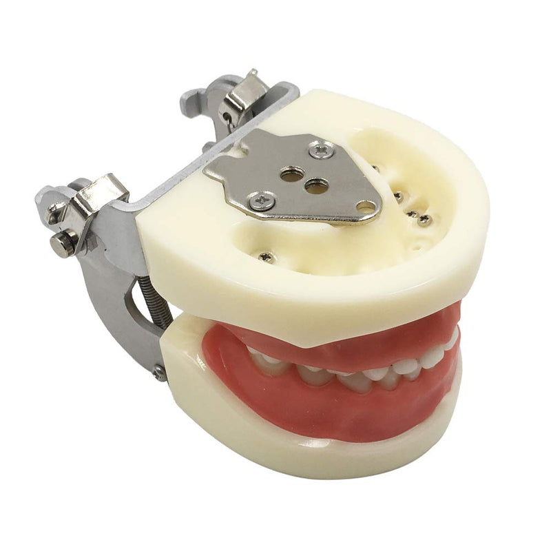 [Australia - AusPower] - Typodont Child Teeth Model, with 24pcs Removable Teeth, Compatible with Kilgore Nissin for Teaching, Study 