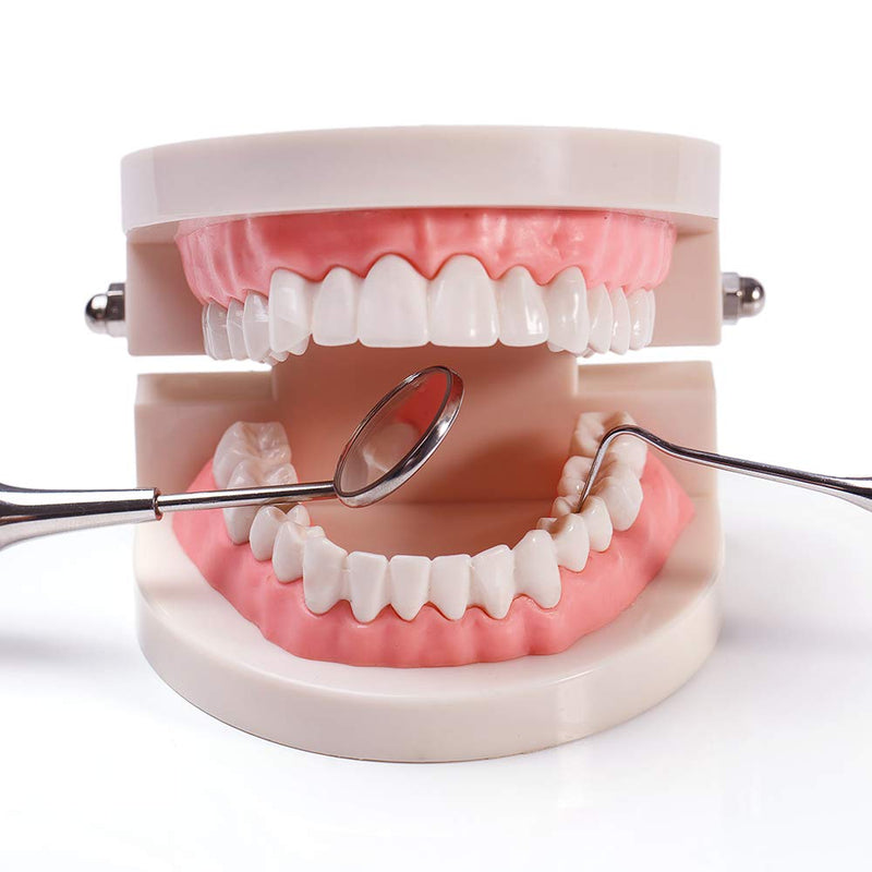 [Australia - AusPower] - 1 Pack Standard Teeth Model Adult Standard Typodont Demonstration Denture Model for Kids Dental Teaching, Clean Display, Education, Study (No Wisdom Teeth)(with 2 Fixed Wrench) 1 