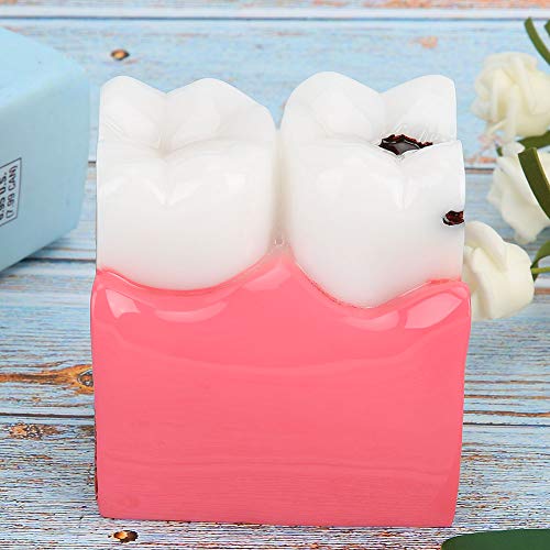 Dental Anatomy Model Resin Dental Lab Oral Care Model