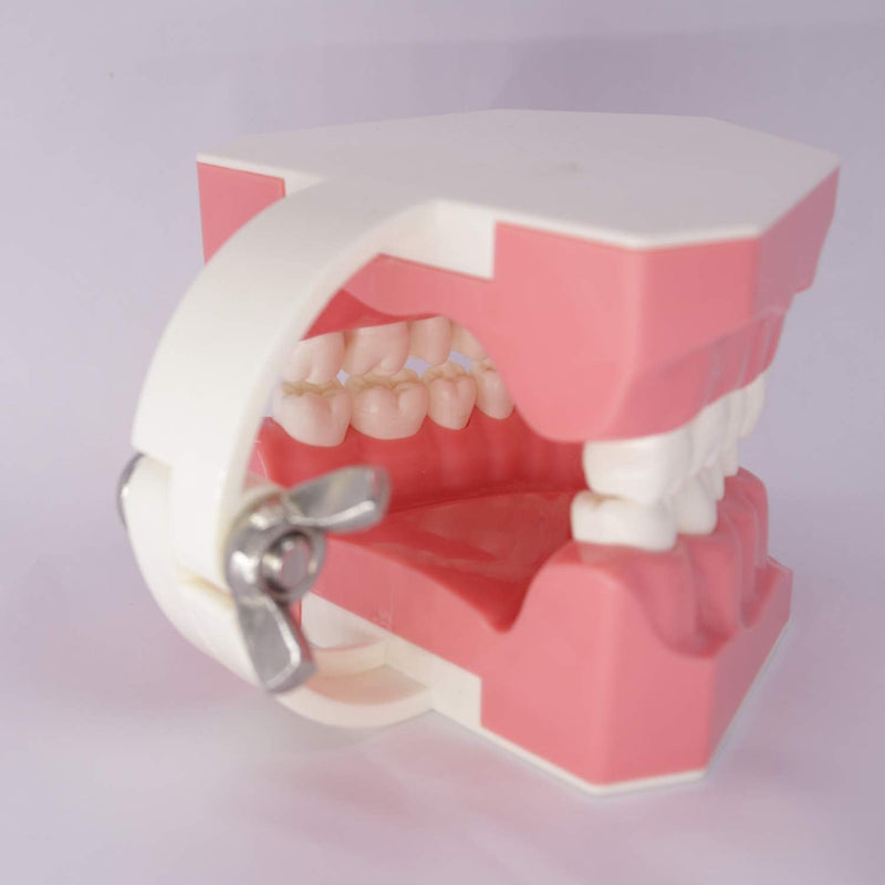 [Australia - AusPower] - Dental Teeth Model Typodont for Brushing Flossing Practice Demonstration Teaching Studying 1:1 Standard Size 