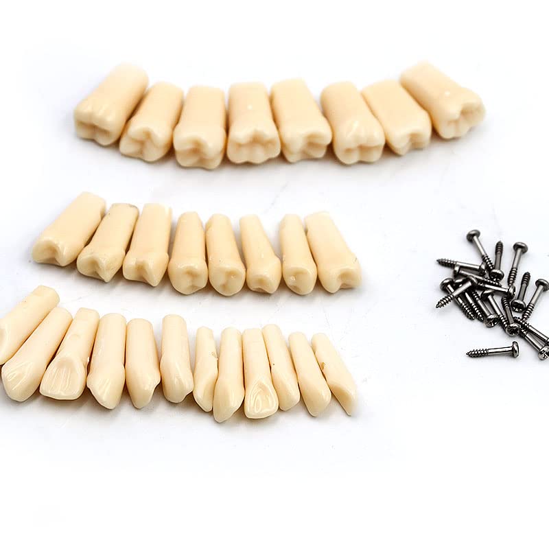 Dental Simulator Manikin Phantom Head for Exercises, Training, Study, Typodont Models with Removable Teeth (28 Teeth)