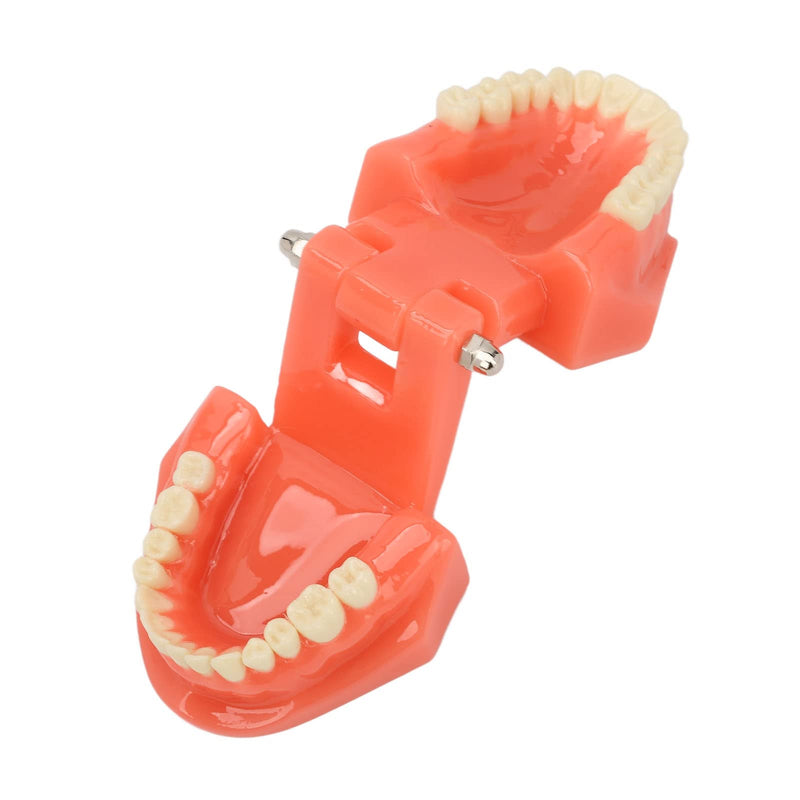 Dental Model Dentist, Acrylic Teeth Dental Demonstration Model, Expandable by 180° Anatomical Dental Model for Dental Teaching or Oral Care