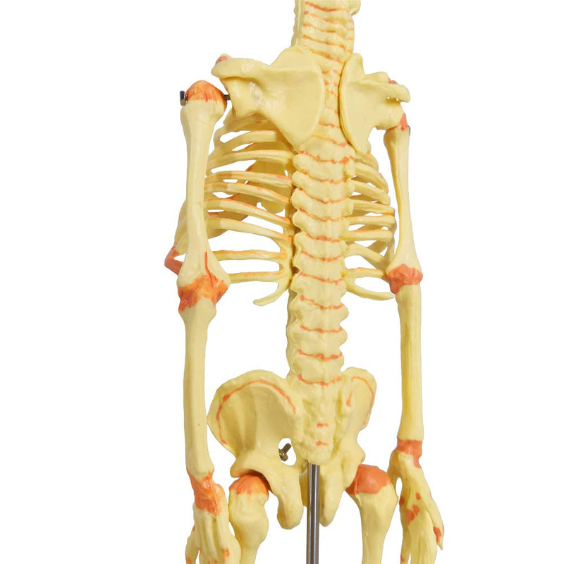 EVOTECH SCIENTIFIC Human Infant Skeleton Model, Twin-Skull, Human Fetus Skeleton W/Double-Skull Model for Medical Study Teaching Display