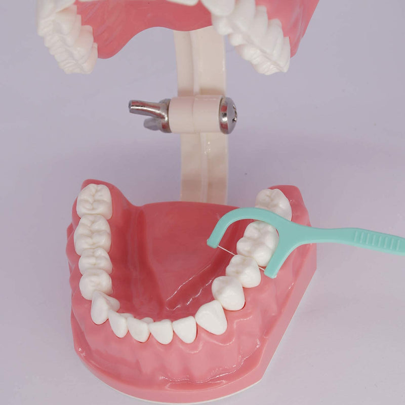 [Australia - AusPower] - 1.5 Times Large Dental Typodont Model Tooth Brushing flossing Practice Model Demonstration Removable Lower Teeth for Kids Dental Students Tooth Teach Study, 4.5 Inch x3.5 Inch x3.5 Inch 