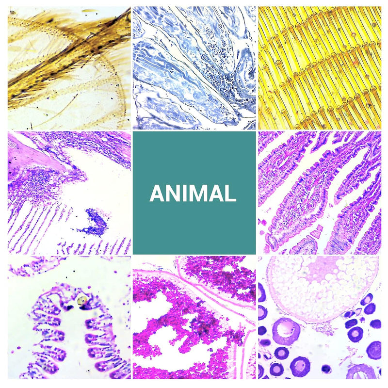 Set of five USCAMEL microscope slides with biological specimens including bacteria, fungi, human tissues, and plant cells.