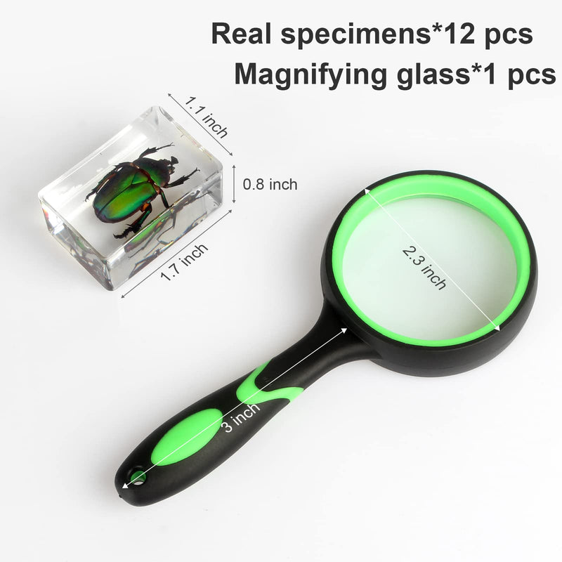 [Australia - AusPower] - 12 Pcs Insect Resin Specimen, Bugs in Resin Collection Specimen Set Science Education Classroom Interesting Observation Insect Kit, Biology Science Gift for Friend 12Pcs-insect 