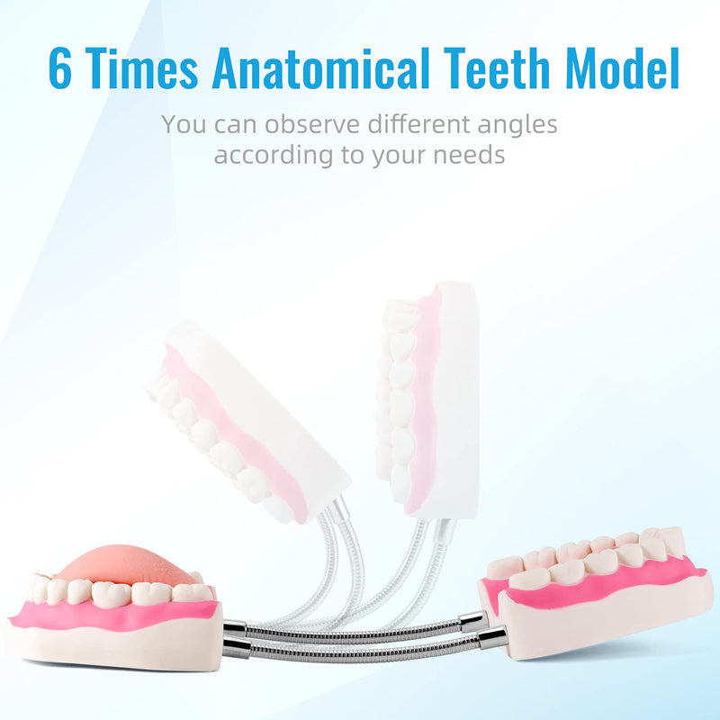 Annhua Large Anatonmical Teeth Model 6 Times Dental Hygiene Teeth Models, Dentist Teaching Oral Care Model with Detachable Tongue and Denture Toothbrush 6 Times Brushing Tooth Model