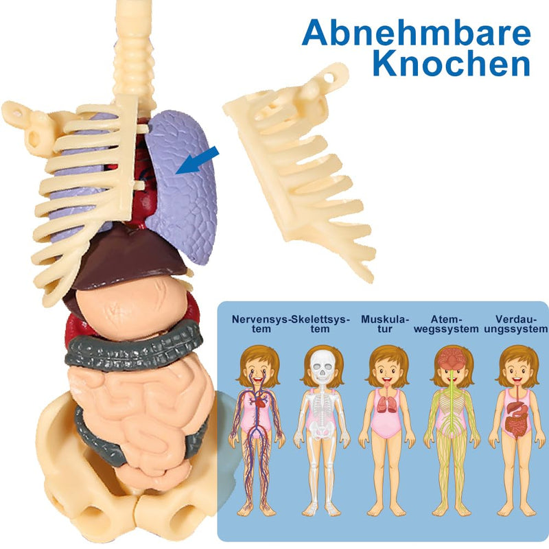 Anatomy Model Children, Anatomy Figure, Human Body Model for Children, Preschool Training for Children, Human Skeleton with Muscles, Model for Anatomy