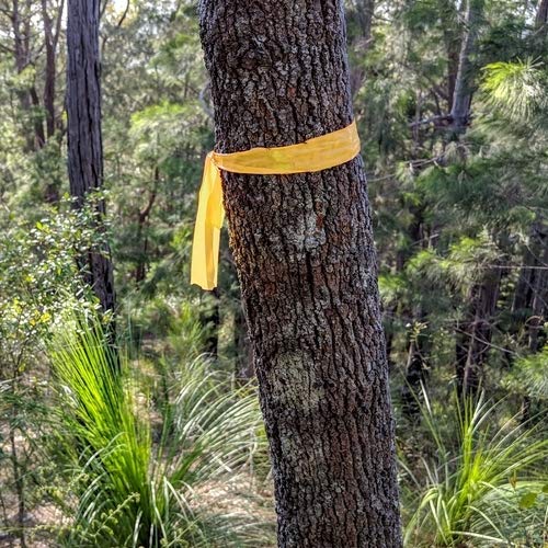 Flagging Tape， Survey Ribbon for Boundaries and Hazardous Areas Non-Adhesive Surveyor Tape with 1" Width, 150' Length -15F Temperature Resistance at Summer(Pack of 10) (Yellow) Yellow