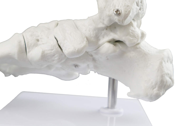 VAJ211 Foot Skeleton Model (Right) | Shows Distal Portions of The Tibia and Fibula | Fully Articulated | Connected with Flexible Wire to Demonstrate Natural Movement