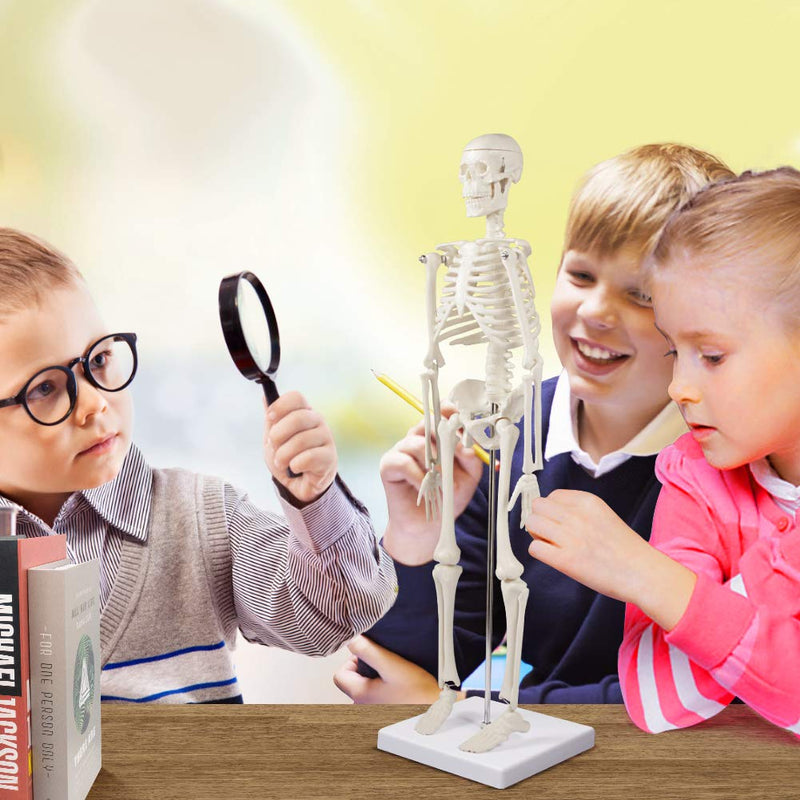 Human Skeleton Model for Anatomy, 45 cm Small Human Skeleton Model with Movable Arms and Legs, Science Model for Study Modern