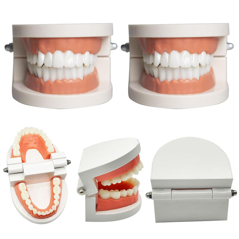 Teeth Dental, 2 Pieces Dental Model, Demonstration Model Tooth Model | Teeth model, PVC dental care model demonstration tool teeth model standard for teaching, dental teaching, oral care