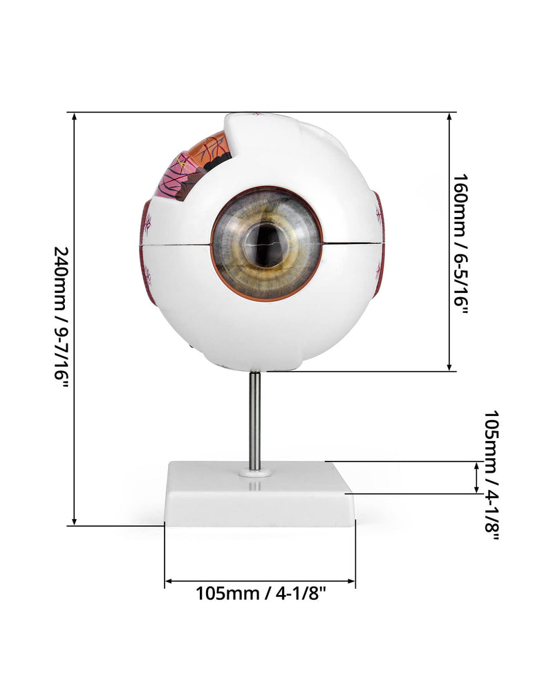 QWORK 6X Enlarged Human Eye Anatomy Model, Magnified Eyeball Model with Detachable Bracket, Anatomically Accurate Science Education Display Medical Teaching Education Human Eye Anatomical Model