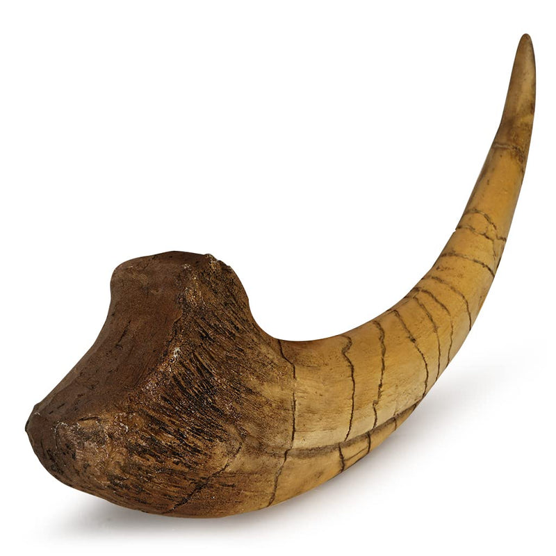 Fossilized Teeth and Claws of Various Prehistoric Dinosaurs, Megalodon Shark Teeth, and High-Fidelity Replicas (Megaraptor Claw) Megaraptor Claw