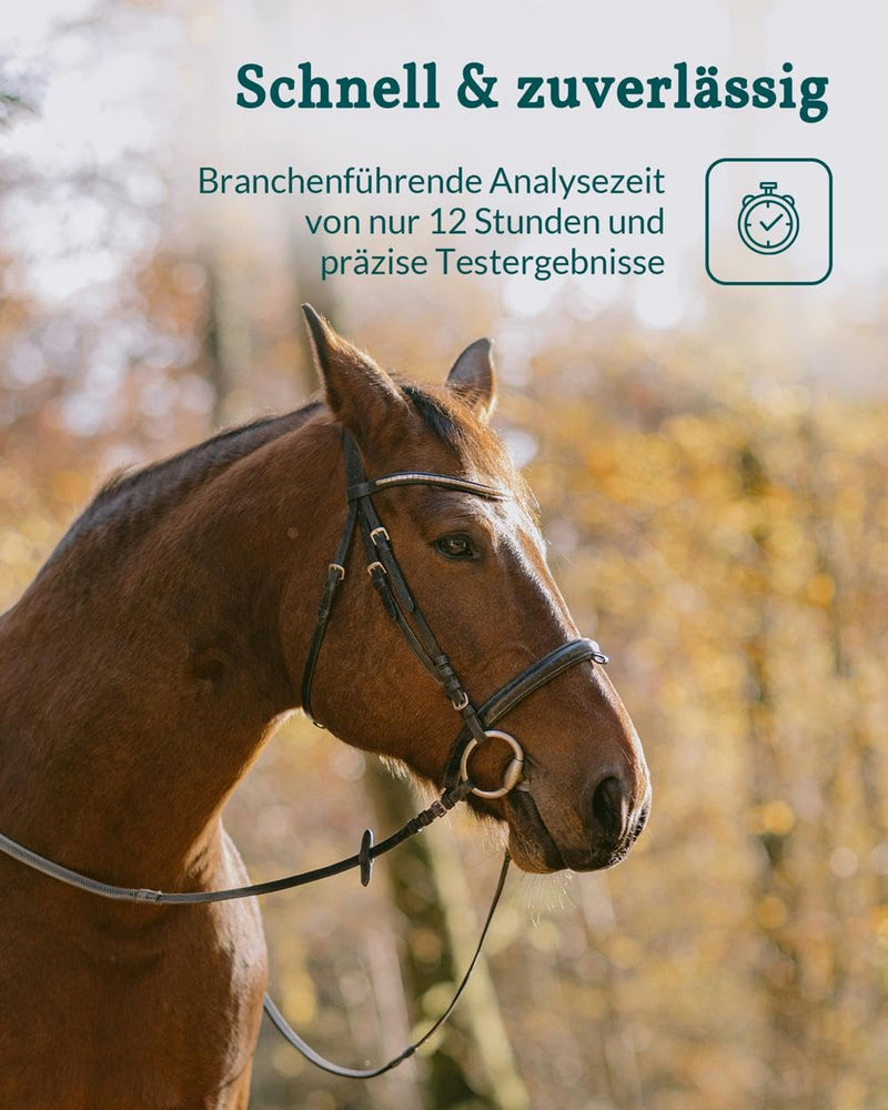 [Australia - AusPower] - vetevo Worm Test Plus Horse Including Tapeworms, Lungworms Test & Egg Counting, 10 x Horse Worm Test for Roundworms, Strongylides, Liver Fluke etc. 