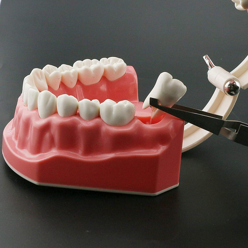 [Australia - AusPower] - 1.5 Times Large Dental Typodont Model Tooth Brushing flossing Practice Model Demonstration Removable Lower Teeth for Kids Dental Students Tooth Teach Study, 4.5 Inch x3.5 Inch x3.5 Inch 