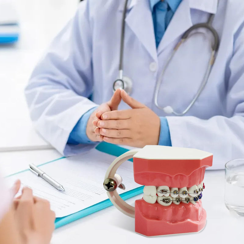 [Australia - AusPower] - Orthodontic Dental Model with Brackets for Educational Demonstration - Silicone Teeth Typodont with Braces, Anatomic Teaching Tool - Dental Care Training Device for Students and Patients 