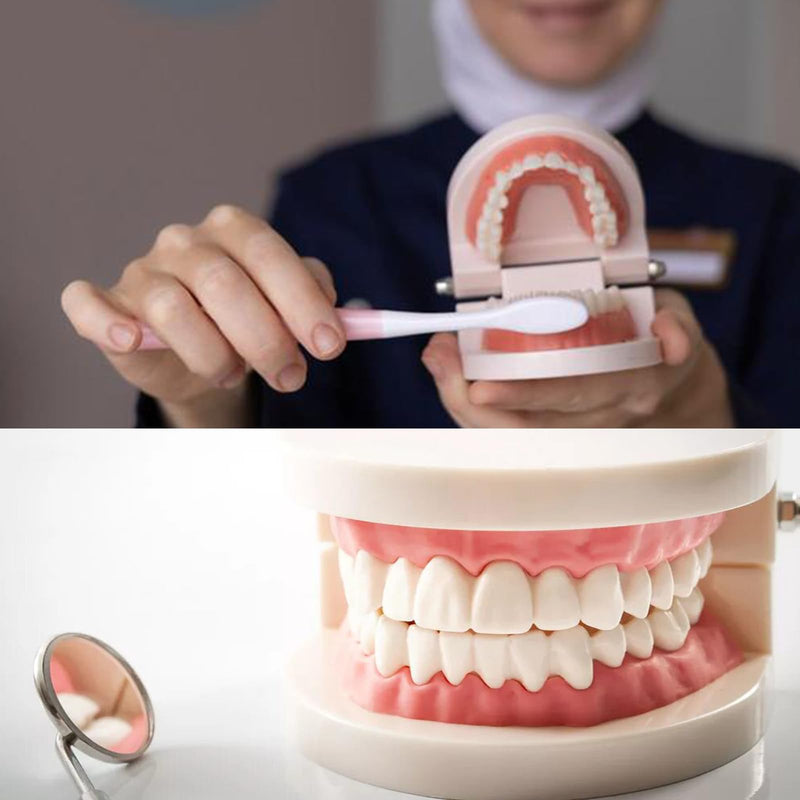 Teeth Dental, 2 Pieces Dental Model, Demonstration Model Tooth Model | Teeth model, PVC dental care model demonstration tool teeth model standard for teaching, dental teaching, oral care