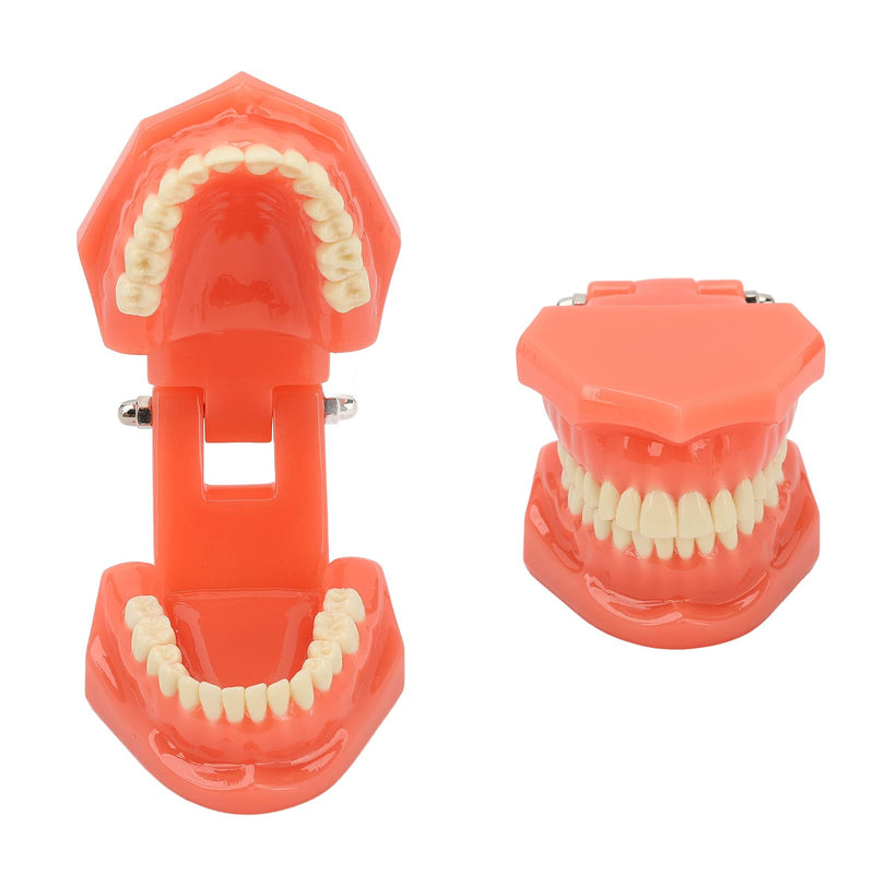 Dental Model Dentist, Acrylic Teeth Dental Demonstration Model, Expandable by 180° Anatomical Dental Model for Dental Teaching or Oral Care