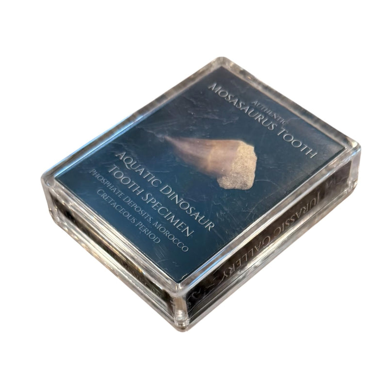 Authentic Dinosaur Bone Fossil Fragment Gift Box (Mosasaurus) Mosasaurus