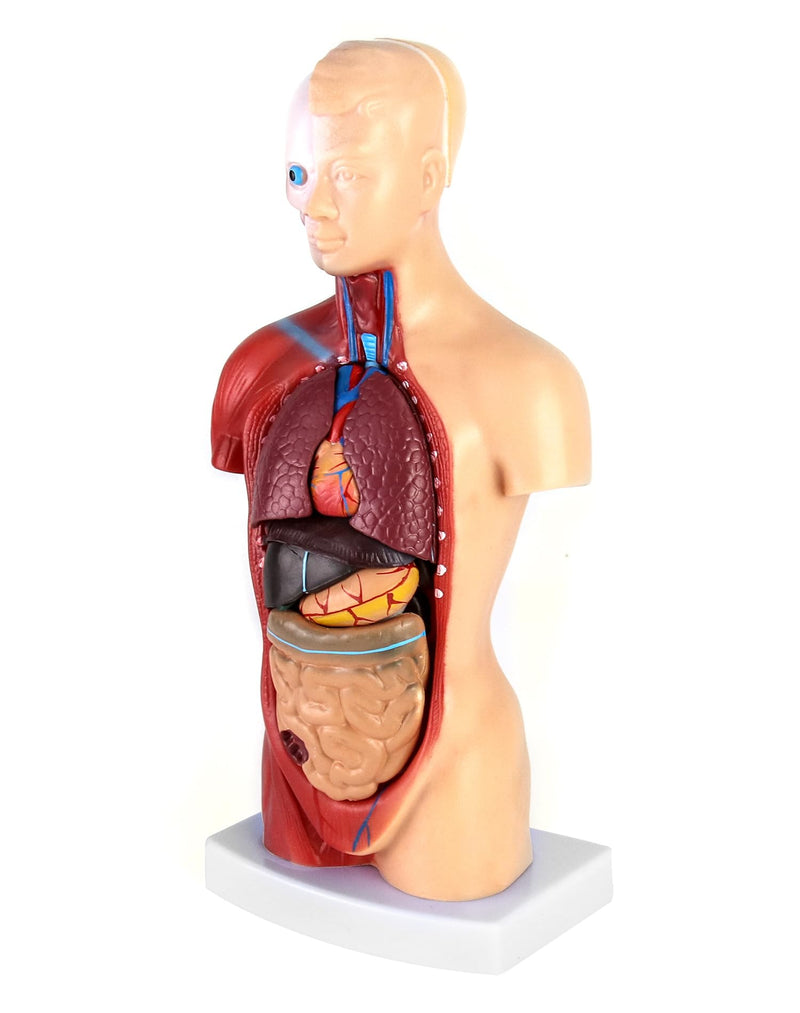 QWORK 15-Piece Human Anatomy Model - Skull Brain Torso and Internal Organs - for Medical Students Doctors and Teachers - 28 cm