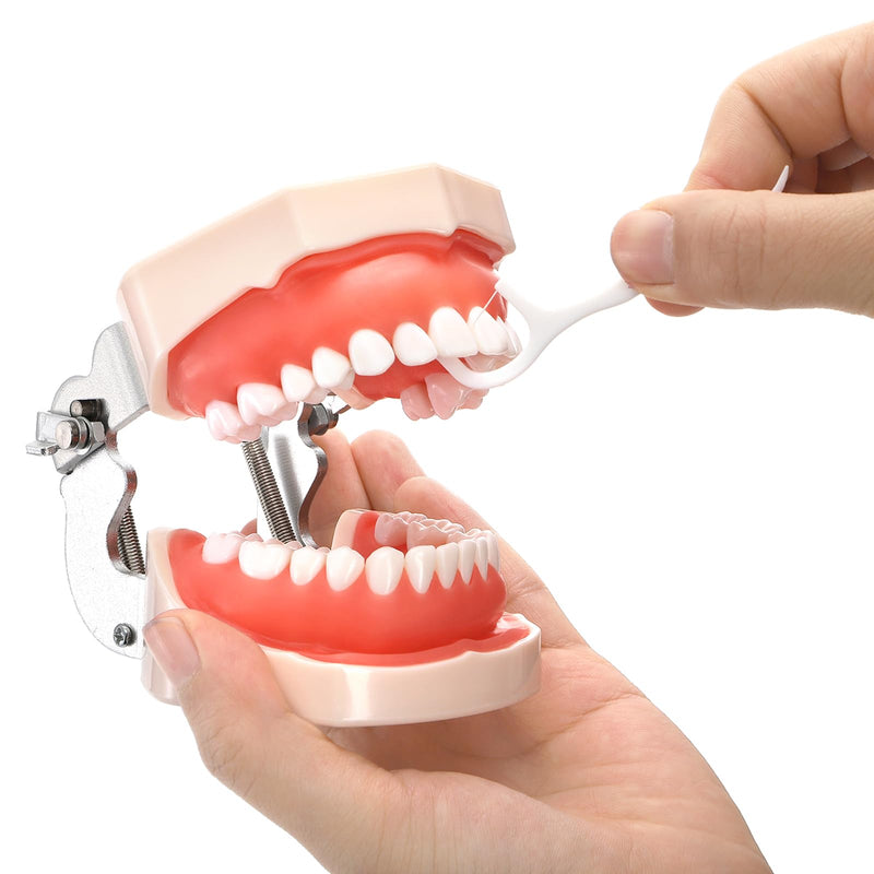 [Australia - AusPower] - ZENFUN Dental Typodont Model, Demonstration Teeth Model, Standard Dental Model with 28Pcs Screw-in Removable Teeth for Study, Teaching, Practice, Compatible with Kilgore Nissin 200 Type 