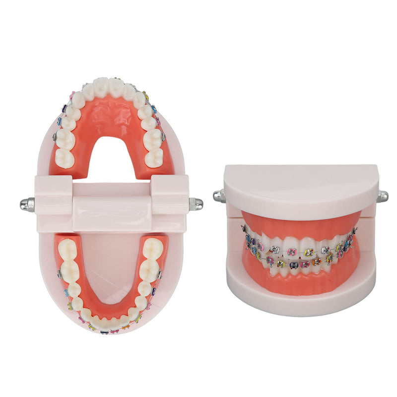Tooth Demonstration Model, Teeth Dental Demonstration Model, Dental Typodont Teeth Model with Orthodontic Metal Clamp for Dentist Teaching Research Dental