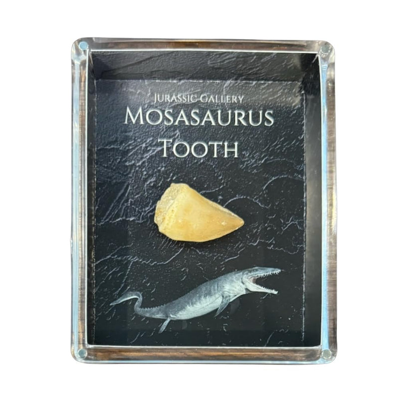 Authentic Dinosaur Bone Fossil Fragment Gift Box (Mosasaurus) Mosasaurus