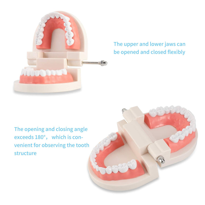 [Australia - AusPower] - Dental Adult Standard Teeth Model, Typodont Demonstration Denture Model|Mouth Teeth Model Dental Supplies for Kids, Dentist Students, Patient, Teaching, Studying, Displaying, Educating 