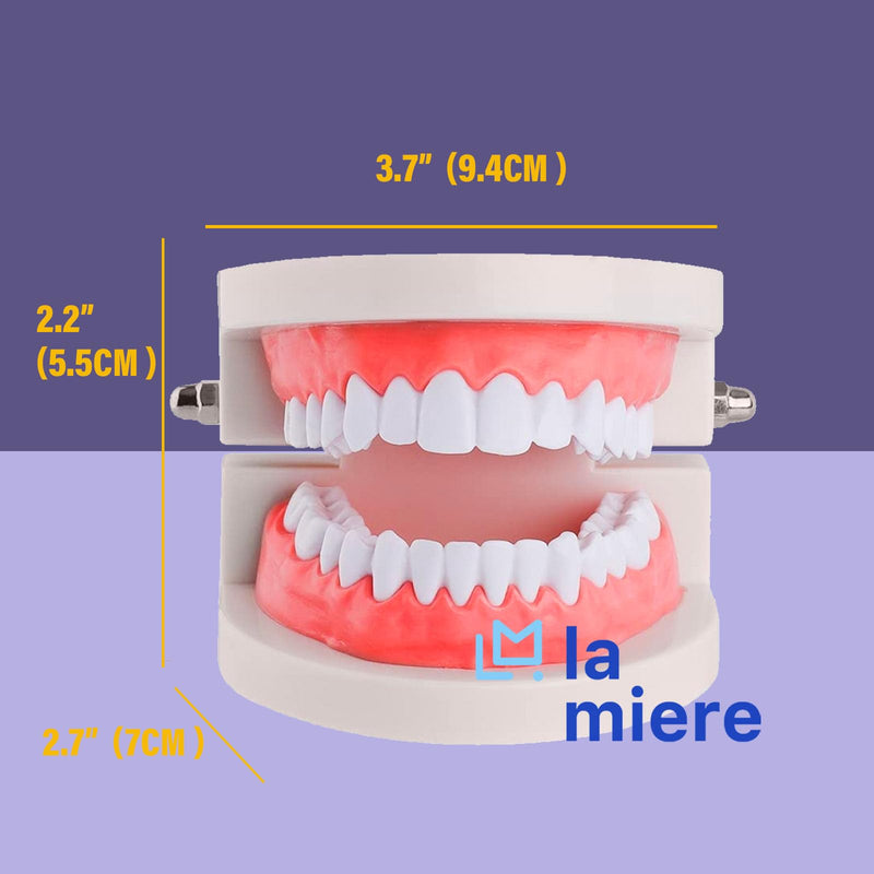 [Australia - AusPower] - 1 Pack Standard Teeth Model Adult Standard Typodont Demonstration Denture Model for Kids Tooth Dental Teaching, Clean Display, Education, Study (No Wisdom Teeth) Gift Set 