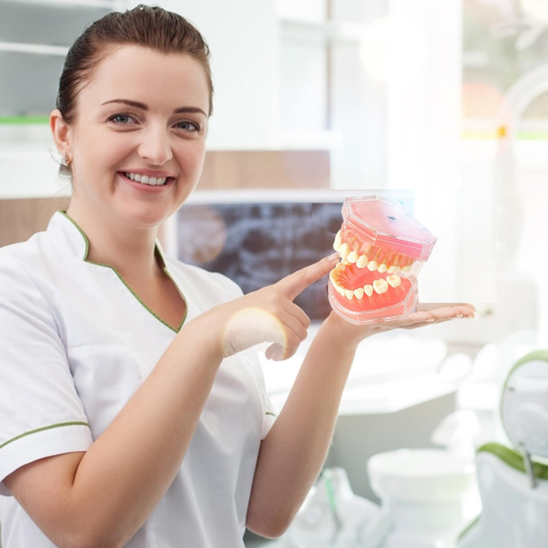[Australia - AusPower] - Standard Study Teaching Dental Model with All Removable Teeth - Soft Silicone Gel Gum and Bendable Teeth Typodonts for Students and Professionals - Ideal for Dental Education and Demonstrations 