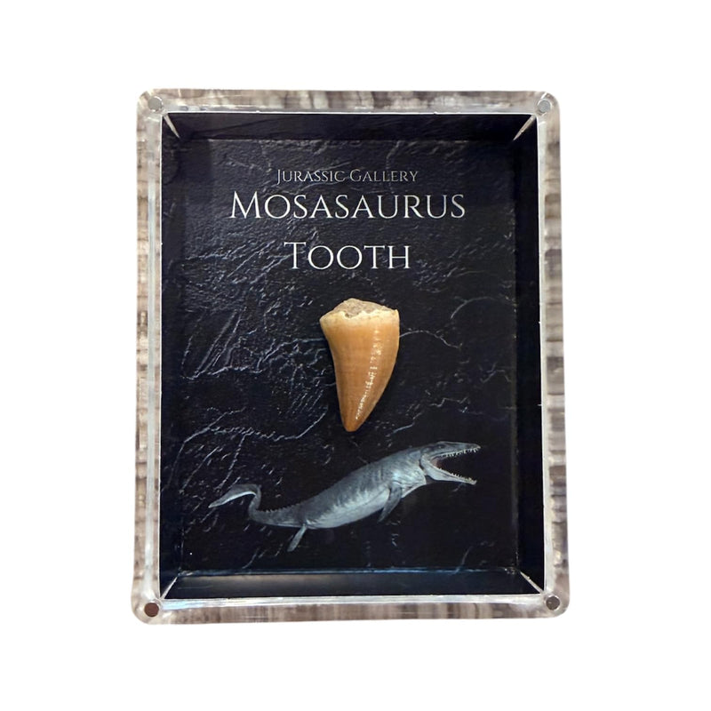 Authentic Dinosaur Bone Fossil Fragment Gift Box (Mosasaurus) Mosasaurus
