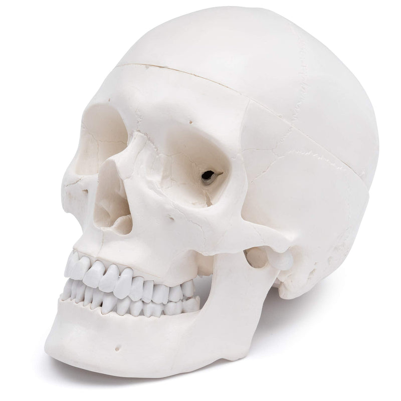 S24.2103 Human Skull, life-size, 3 parts 1. Teeth in white