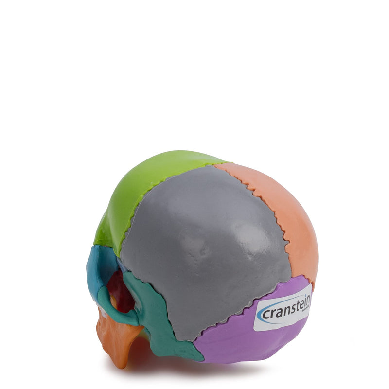 Cranstein A-226 Mini Osteopathy Skull | 15 Pieces | Didactic | Medical Study and Training | Skull Anatomy Model | Skull Model