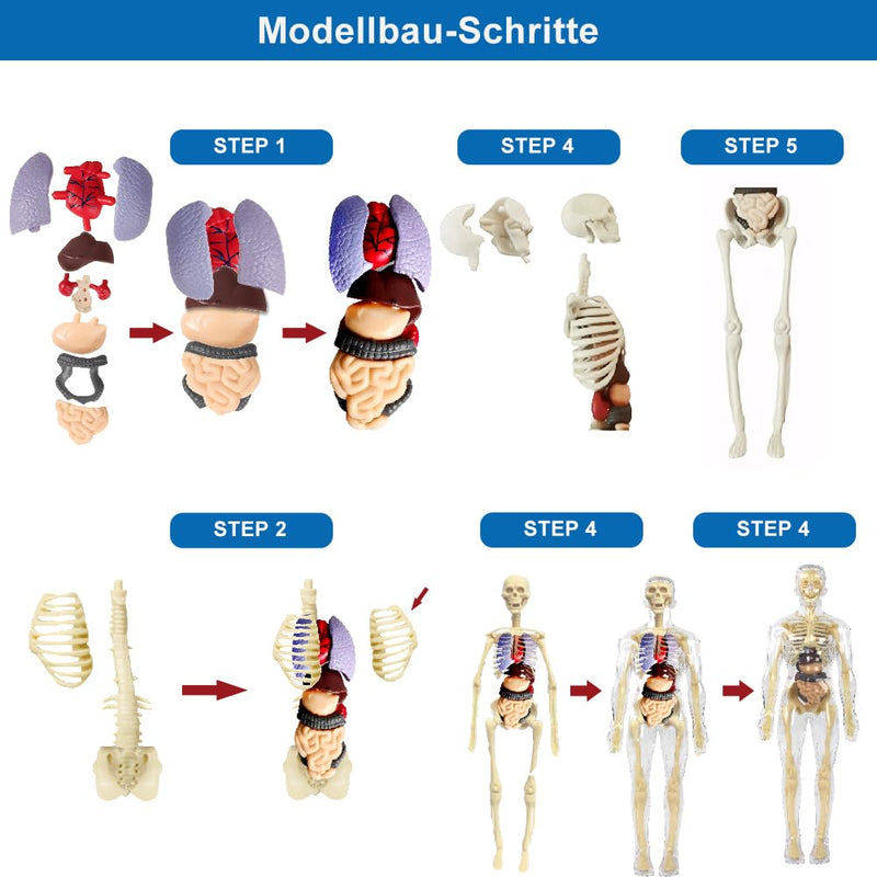 Anatomy Model Children, Anatomy Figure, Human Body Model for Children, Preschool Training for Children, Human Skeleton with Muscles, Model for Anatomy