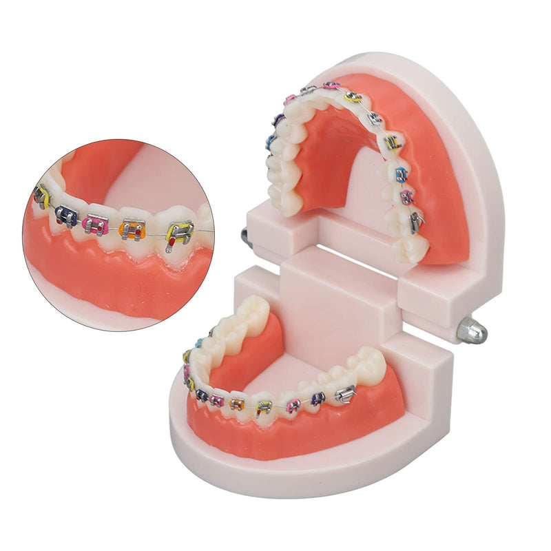 Tooth Demonstration Model, Teeth Dental Demonstration Model, Dental Typodont Teeth Model with Orthodontic Metal Clamp for Dentist Teaching Research Dental
