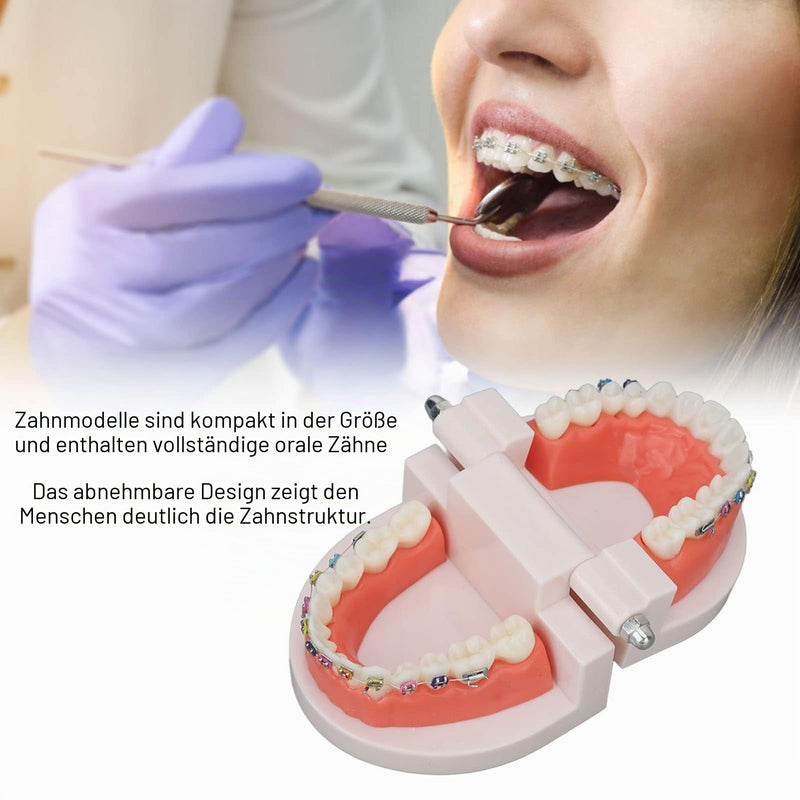 Tooth Demonstration Model, Teeth Dental Demonstration Model, Dental Typodont Teeth Model with Orthodontic Metal Clamp for Dentist Teaching Research Dental