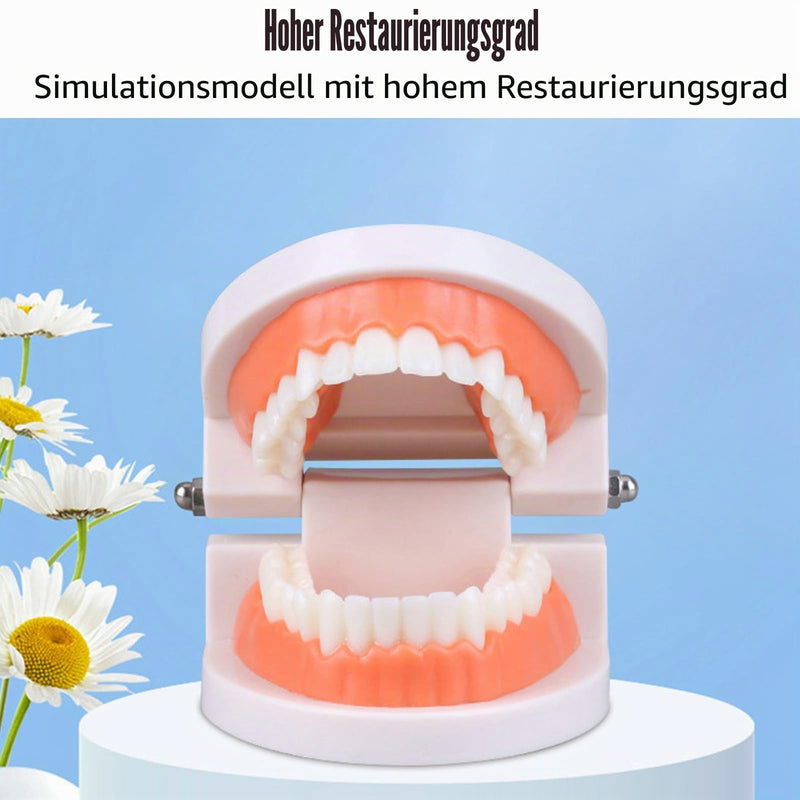 Teeth Dental, 2 Pieces Dental Model, Demonstration Model Tooth Model | Teeth model, PVC dental care model demonstration tool teeth model standard for teaching, dental teaching, oral care