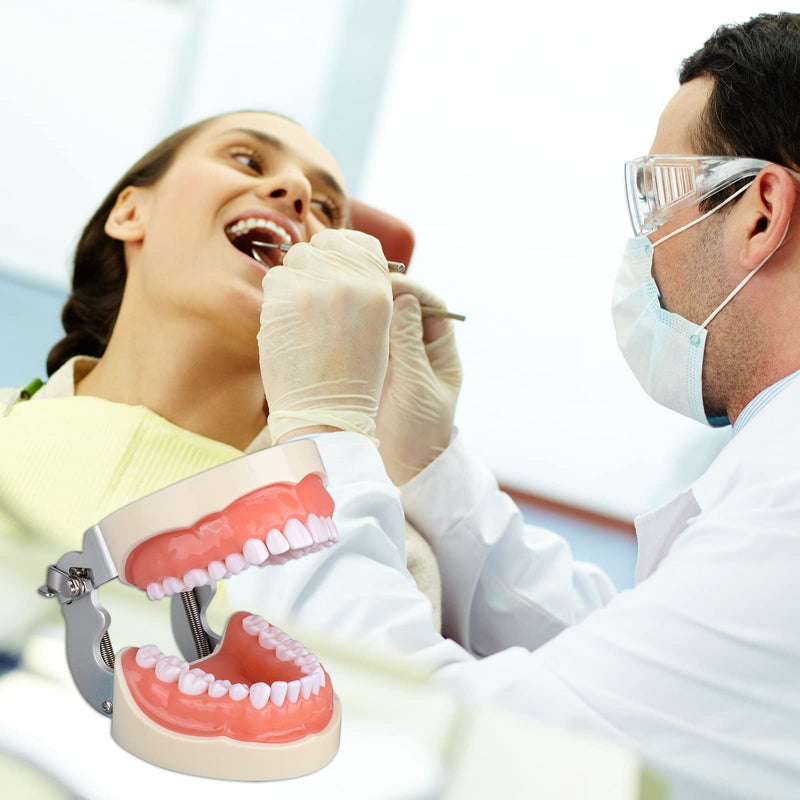 [Australia - AusPower] - Typodont Teeth Model with 32 Detachable Teeth for Dental Hygiene Students, Suitable for Teaching, Practice and Study, with a Small Screwdriver 