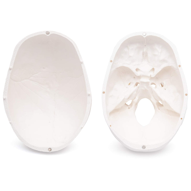 S24.2103 Human Skull, life-size, 3 parts 1. Teeth in white